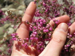 Erica bergiana bergiana
