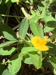 Arachis repens
