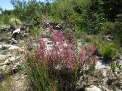 Erica bergiana bergiana