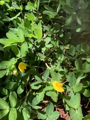 Arachis repens