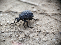 Coleoptera