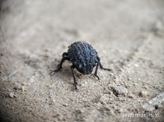 Coleoptera