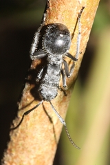 Polyrhachis medusa