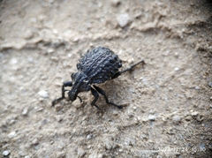 Coleoptera
