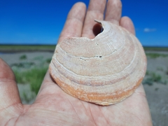 Placopecten magellanicus