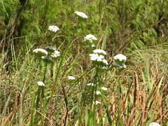Pseudoselago subglabra