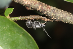 Polyrhachis medusa