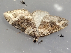 Catarhoe basochesiata