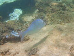 Lethrinus nebulosus
