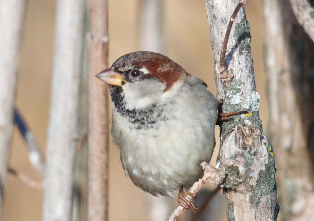 Italian Sparrow