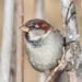 House × Italian Sparrow - Photo (c) Edoardo Nardelli, some rights reserved (CC BY), uploaded by Edoardo Nardelli