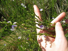 Psoralea usitata