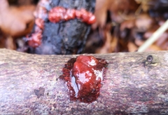 Ascocoryne sarcoides