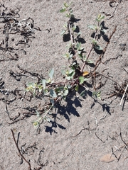 Atriplex laciniata