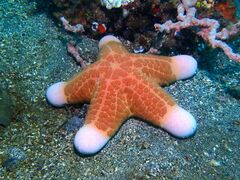 Choriaster granulatus