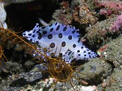 Chromileptes altivelis