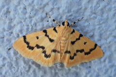 Dichocrocis clytusalis