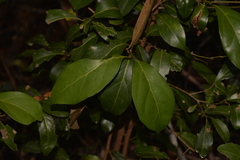 Endiandra discolor