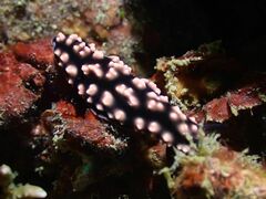 Phyllidiella
