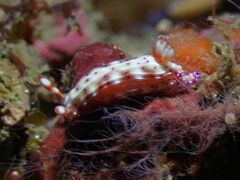 Hypselodoris decorata