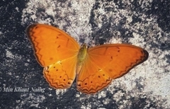 Cirrochroa tyche mithila