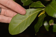 Endiandra discolor
