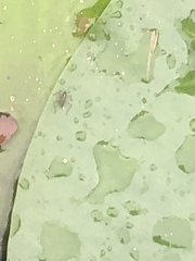 Gerromorpha