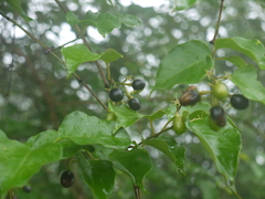 Jasminum malabaricum