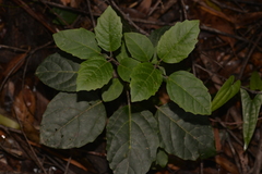 Clerodendrum tomentosum