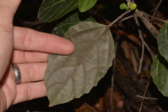Clerodendrum tomentosum