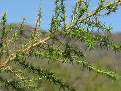 Aspalathus vulnerans