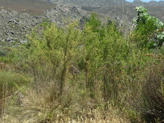 Aspalathus vulnerans