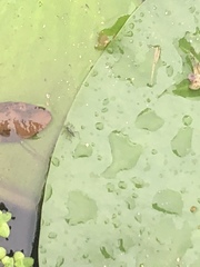 Gerromorpha