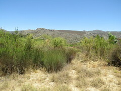 Aspalathus vulnerans