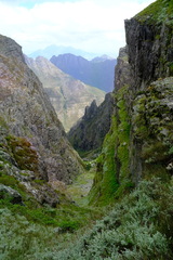 Arthroleptella draconella