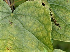 Plusiodonta compressipalpis