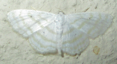Scopula sincera