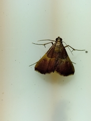 Endotricha mesenterialis