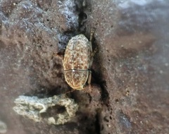 Araecerus