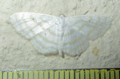 Scopula sincera
