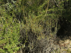 Myrovernix glandulosus
