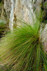 Schoenus gracillimus