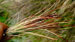 Schoenus gracillimus