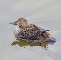 Somateria spectabilis