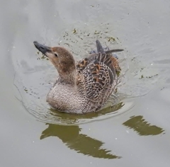 Somateria spectabilis