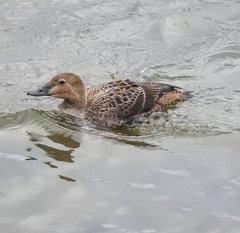 Somateria spectabilis