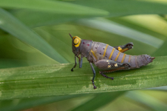 Thericles obtusifrons