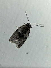 Isotenes miserana