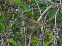 Phylloscopus tenellipes