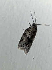 Isotenes miserana